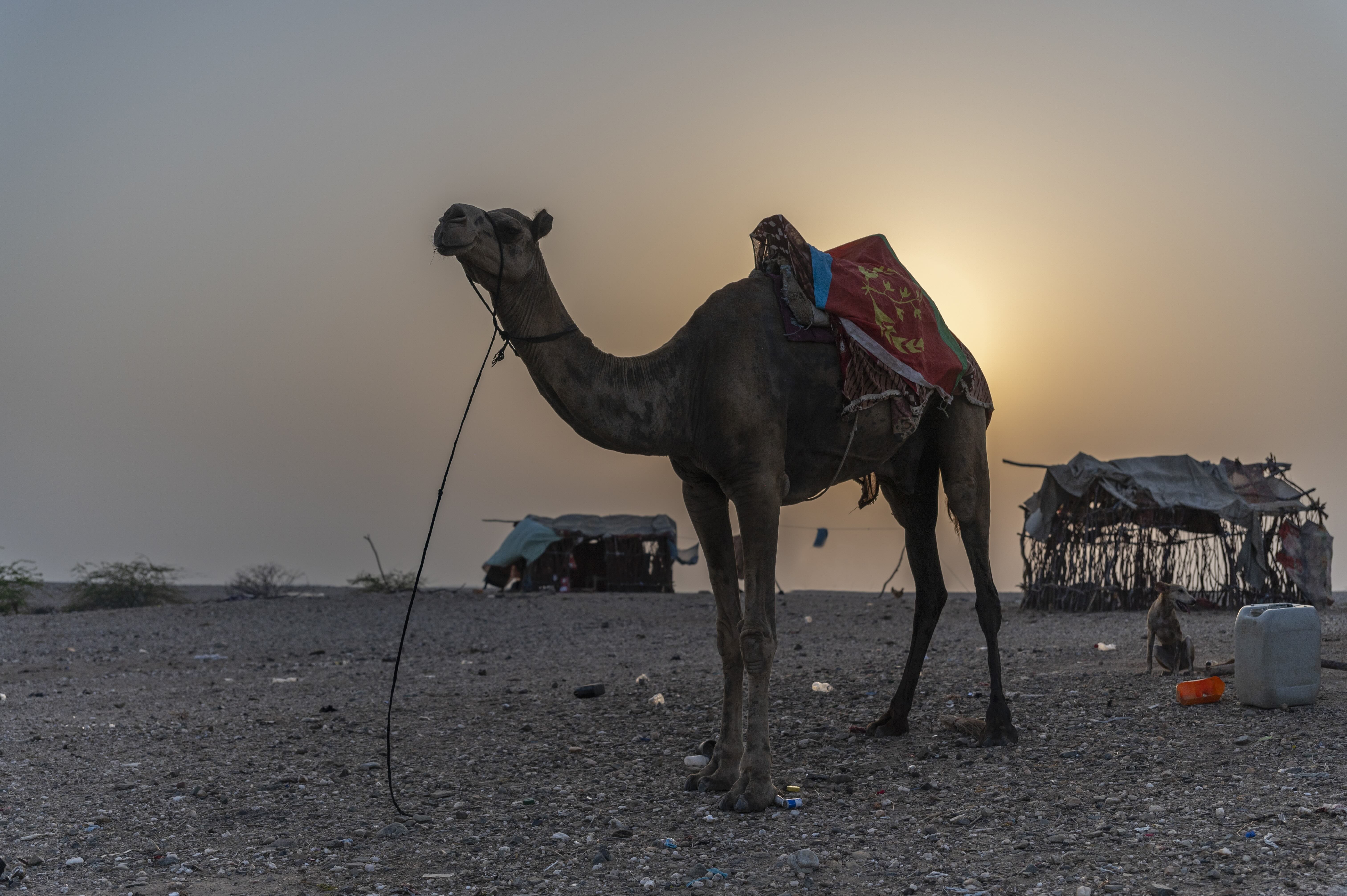 Rashaida Nomadic Experience