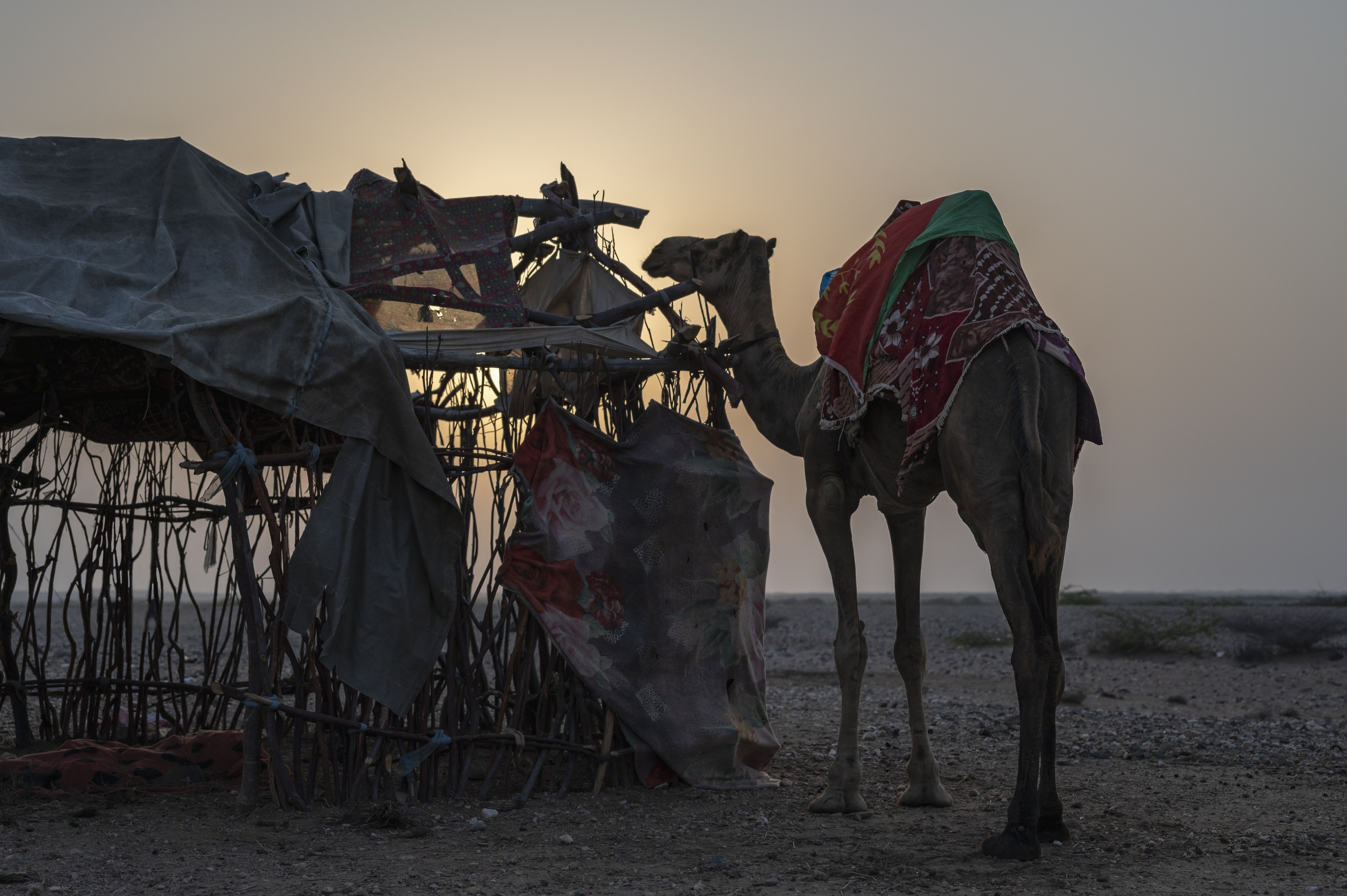 Rashaida Nomadic Experience