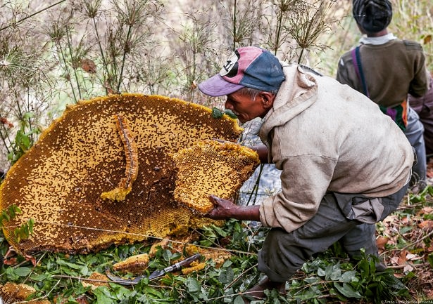 Mad Honey Trekking